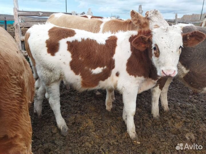 Быки на мясо