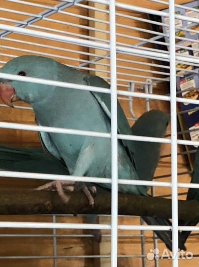 Крупные и средние попугаи разных видов. Питомник