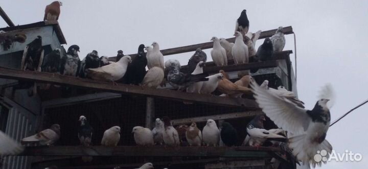 Продам голубей