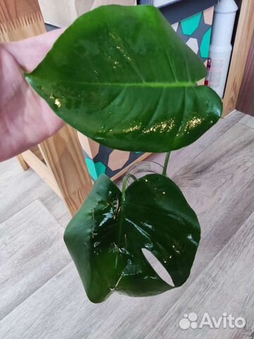 Много растений