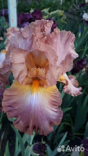 Ирисы сортовые
