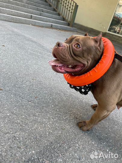 Выгульщик собак