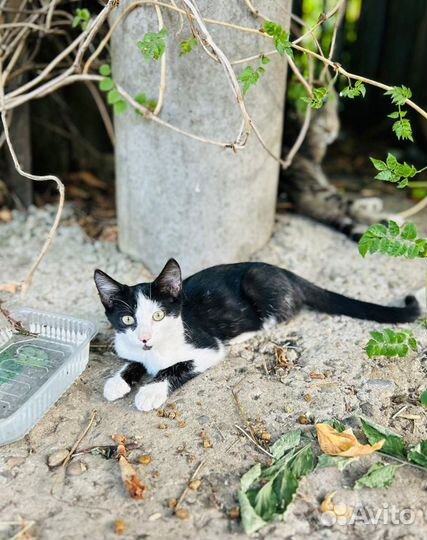 Котенок в добрые руки