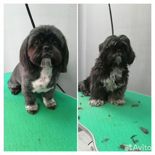 Стрижка собак и кошек