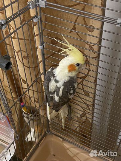 Попугай корелла с клеткой