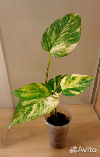 Сциндапсусы и сингониумы