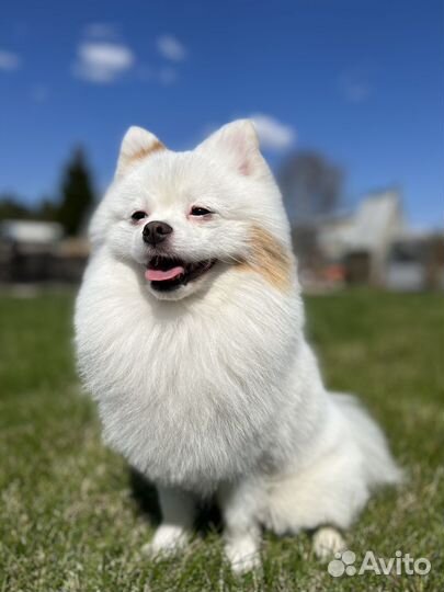 Малый немецкий шпиц вязка