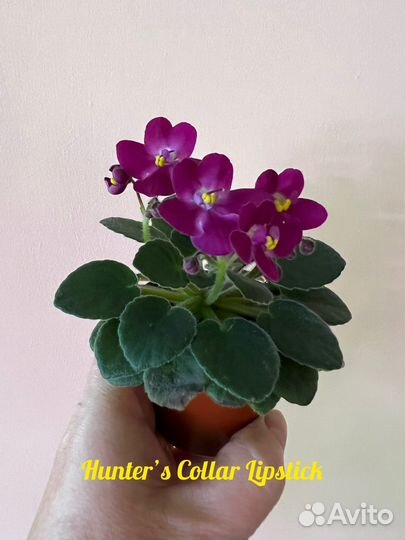 Фиалка mini и полумини
