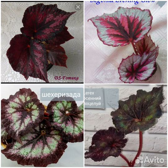 Бегония декоративно лиственная почтой