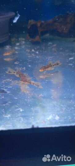 Сомики анциструсы вуалевые 3 колот