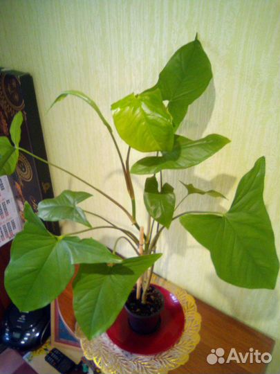 Спатифиллум, сингониум, алоказия