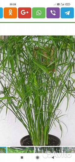 Комнатные цветы