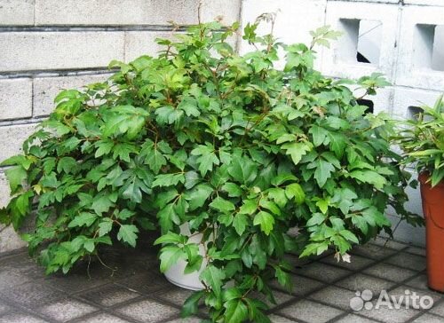 Цветы комнатные: циссус и опунция