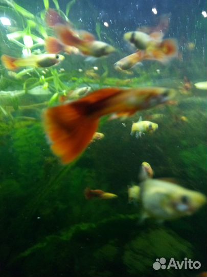 Гуппи красный, оптом