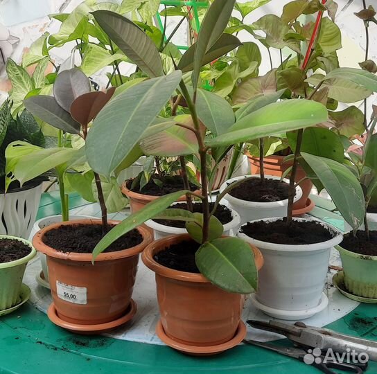 Фикус Робуста