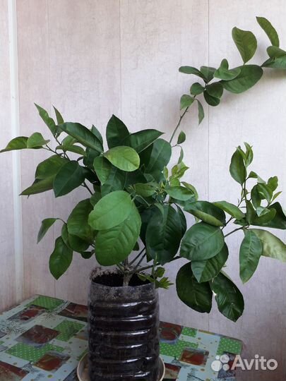 Комнатныи плодовоносящии лимон сорт меиер