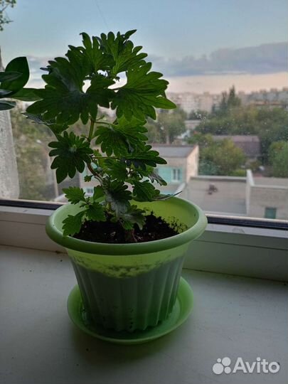 Комнатные растения разные