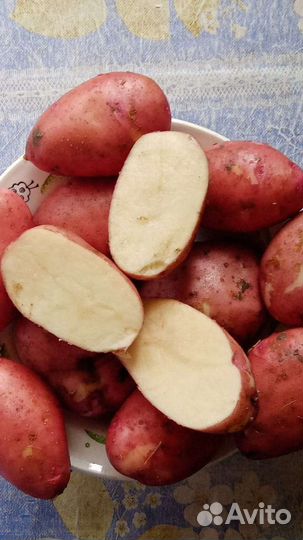 Картофель, урожай 23г
