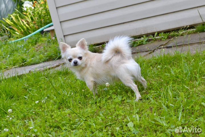 Кобель чихуа для вязки