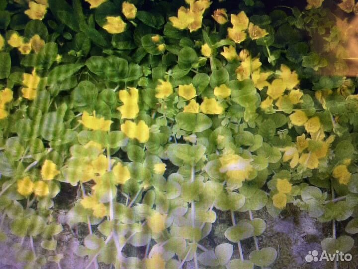 Вербейник монетчатый. Кактус