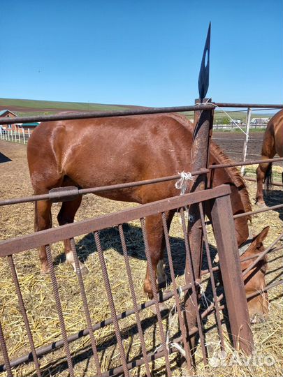 Продам жеребца