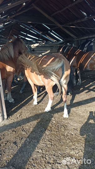 Продам кобыл