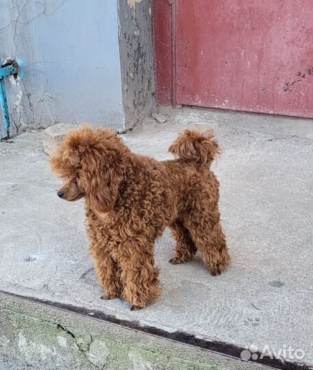 Пудель миниатюрный вязка