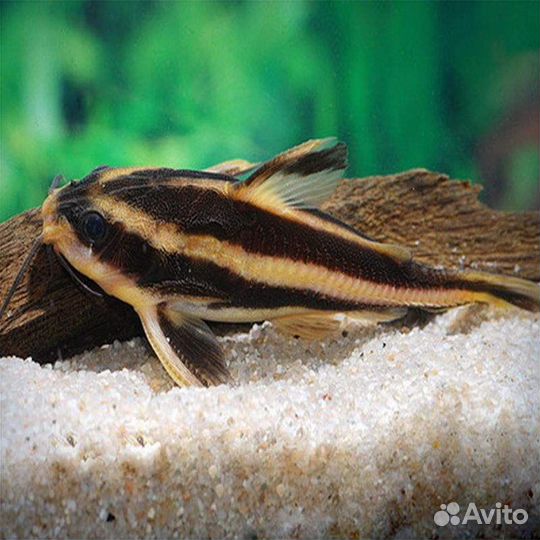 Аквариумные рыбки