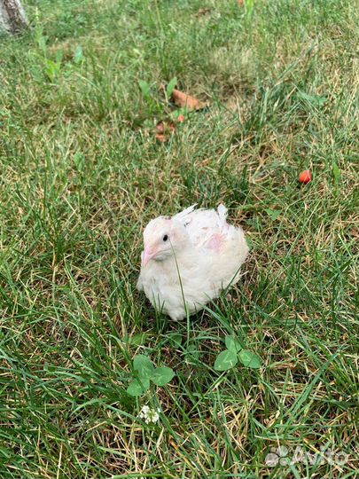 Перепелки несушки