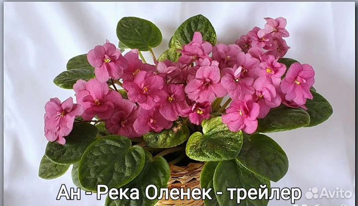 Фиалки мини, трейлеры, стандарты