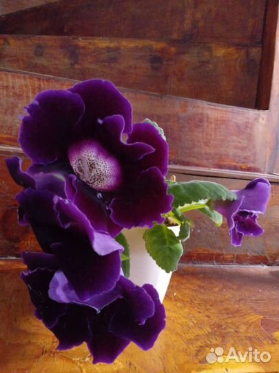 Глоксиния цветущая Аванти фиолетовая (синяя)