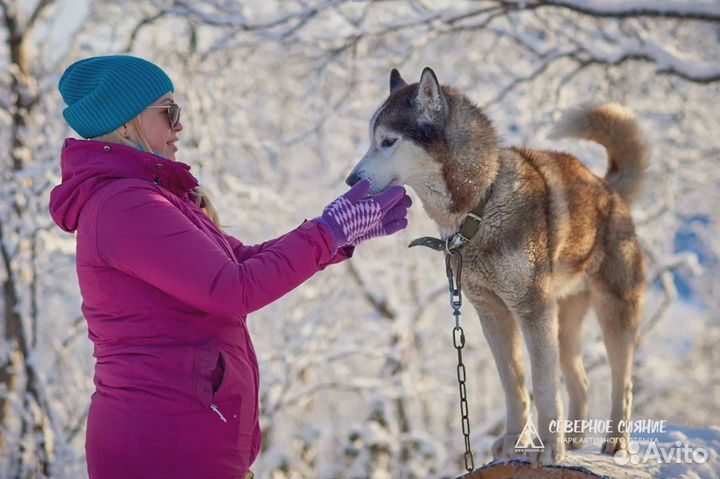 Хаски-трекинг