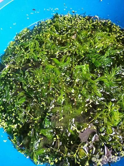 Аквариумное растение