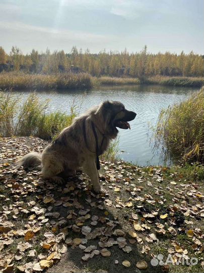 Кобель для вязки