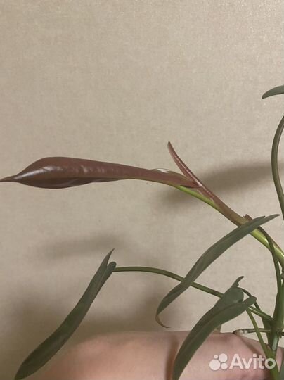 Филодендрон santa Леопальдина