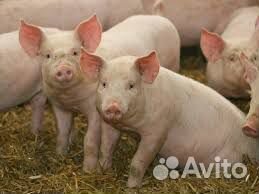 Поросята
