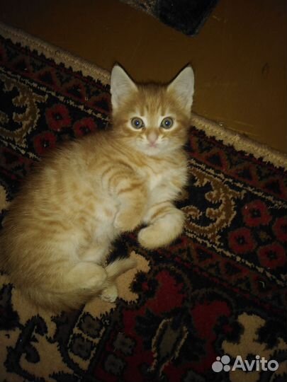 Котенок рыженький