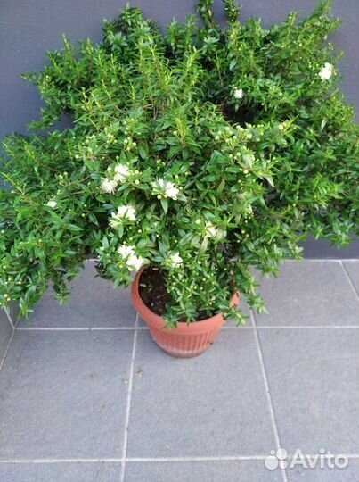 Мирт комнат. Зелёный и пестр. Розмарин