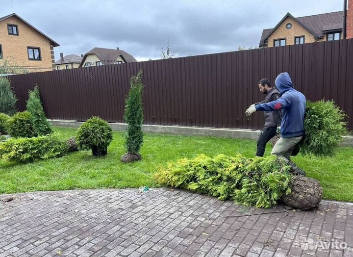 Туя Смарагд