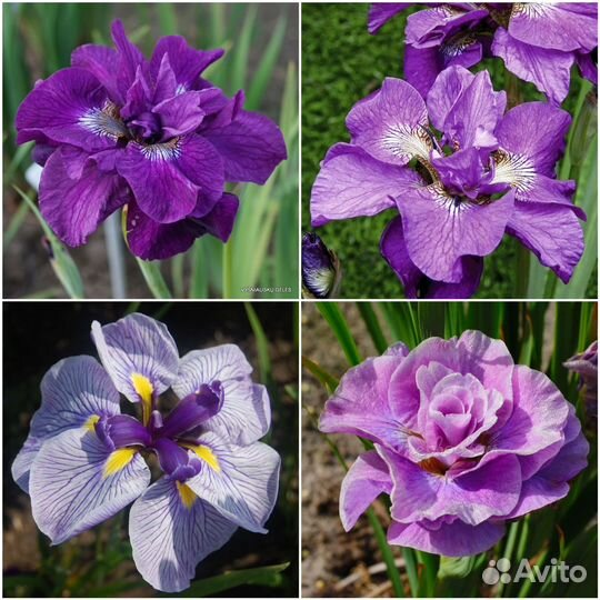 Ирис сибирский