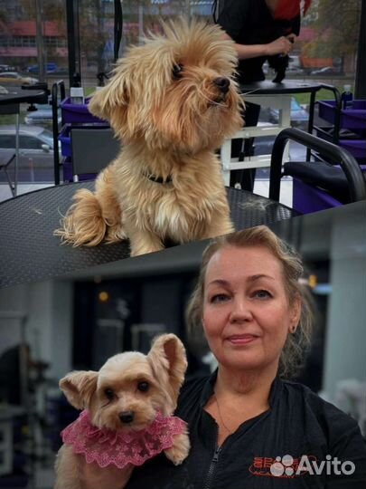 Стрижка тримминг собак