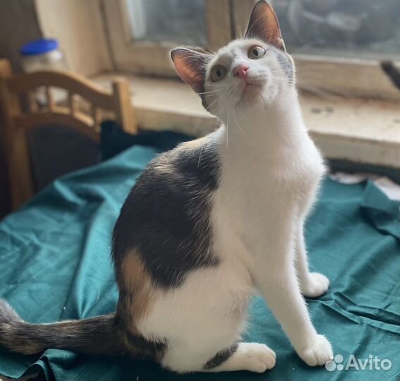 Кошки и котята