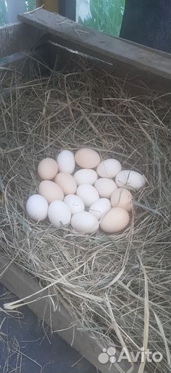 Инкубационные яйца кур породы Брама