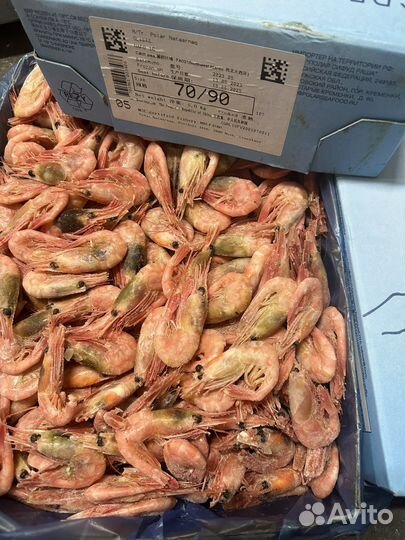 Креветка гренландия