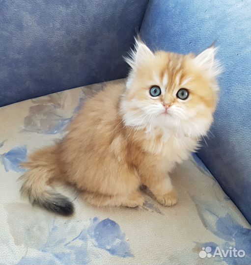 Золотые длинношерстные шотландские