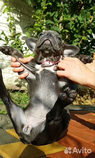 Французский бульдог щенки голубой