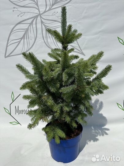 Ель голубая Эдит