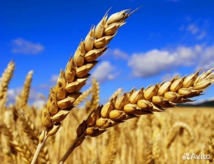 Зерно пшеница ячмень
