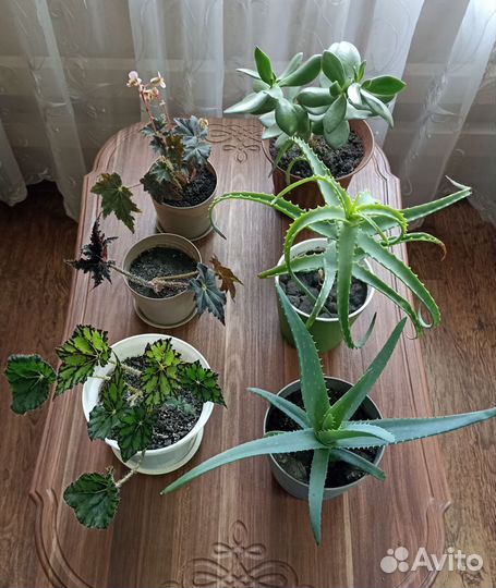 Комнатные растения цветы