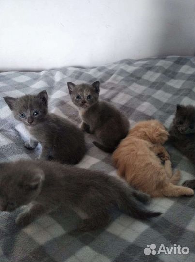 Кошка в дар